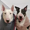 boston_bull_terrier