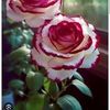rosa.rivera433