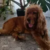 roxyoli