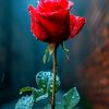 user86630116170676
