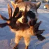 raccoonumetal