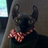 elfbatty