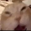cattaruzziaviation1