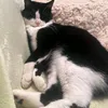 popcat_74