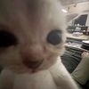 ccutesyl_