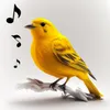 birdringtonesounds