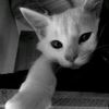 rara_2835