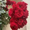 shoshotik882