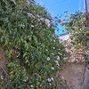 afnan_44488
