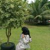 ulii.imutt