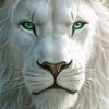 shoaib.375