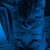 meiow7608