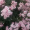 kisara_30