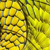 AmbiguityZoological