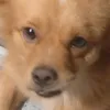 thanhchoipython