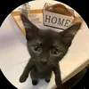 catdark_odf