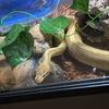 looeytheballpython