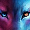 hachikhdk