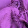 kittygurlsya