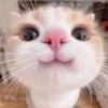 cosmic_axolotl
