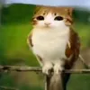 lucky_cat12339