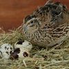 quail_producer