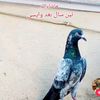asim_king_67