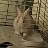 animalsfor5