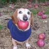 Apple Dog