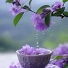 hoa.anh.o5728