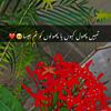 wfa.parail786