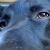 dracodog64