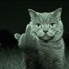 madamsdiq