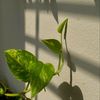 moneyplant1003