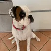 kyra.boxer.bianco