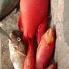 jull_games