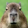 capybara13capybara