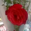 farid_sf0