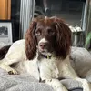 springer.stories