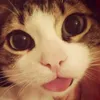 sophi.alc
