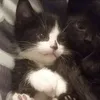 kokos_13