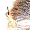 litearealalpha