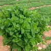 khaledzdn07091422