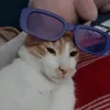 its_thegatocoquito0