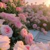 dagan_queen12