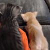 cat_lover_39