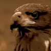 saqr0saqr