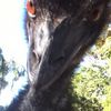 oldman.emu