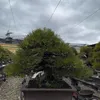 sau.tt.c455