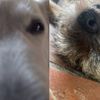 mrdog3042